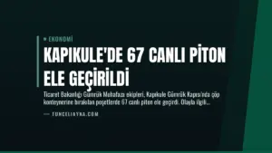 Kapıkule’de 67 Canlı Piton Ele Geçirildi