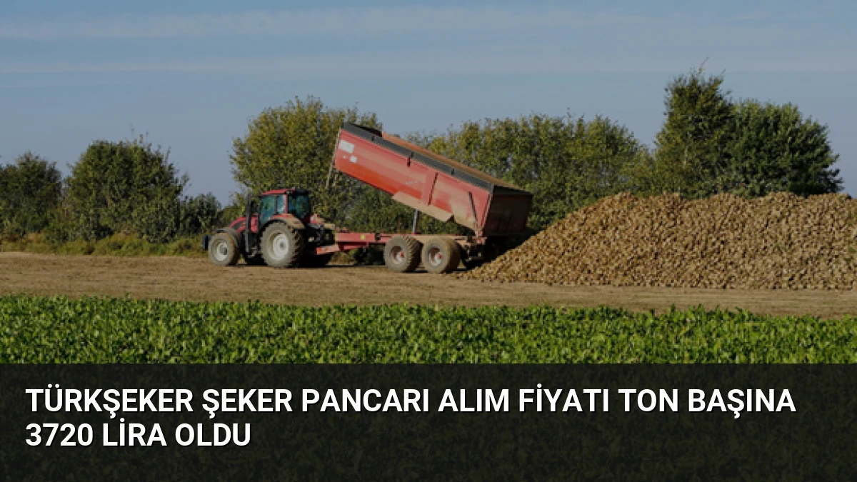 TÜRKŞEKER Şeker Pancarı Alım Fiyatı Ton Başına 3720 Lira Oldu